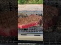 一人バーベキュー