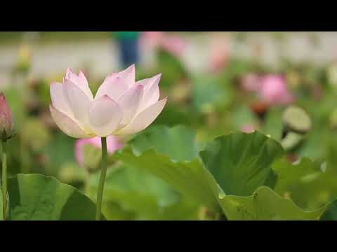 لو كنتم عميانا لاتفتخر بالغد لانك لاتعلم ماذا يلده يوم يكفي اليوم شره امثال 27 1 لابونا داوود لمعي