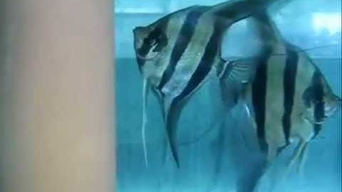 Biểu hiện sắp đẻ của cá Thần Tiên - Thiên Đường Cá Cảnh