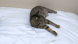 Taz The Cat Playing With A Nail File