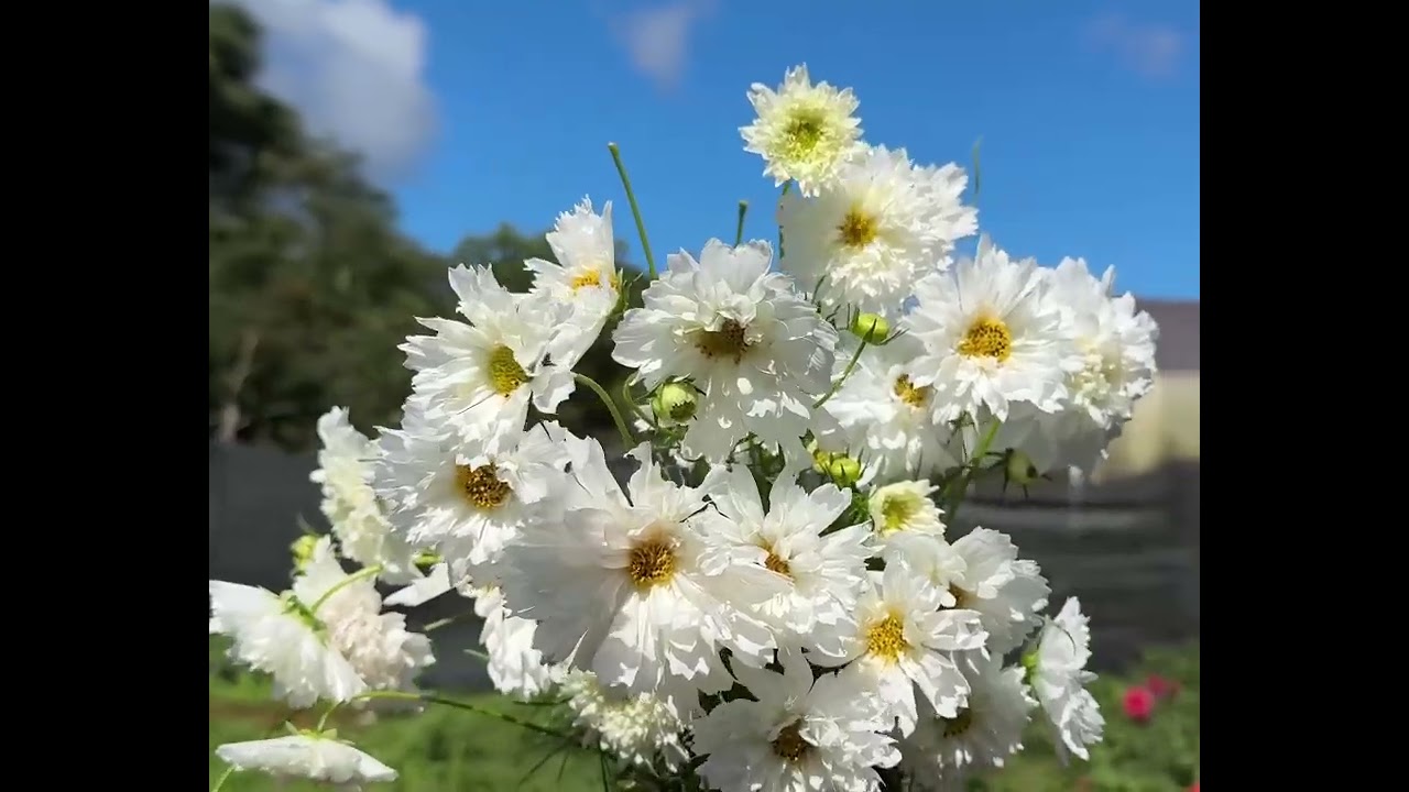 COSMOS DOUBLE CLICK SNOW PULL