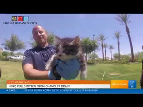 Video: Kitten Fundet Lammet I Storm Drain Now Up And Walking