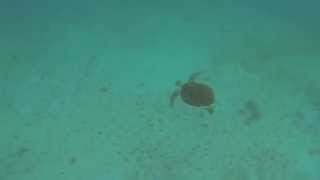 GoPro HD: Swimming with a Sea Turtle - St. John USVI