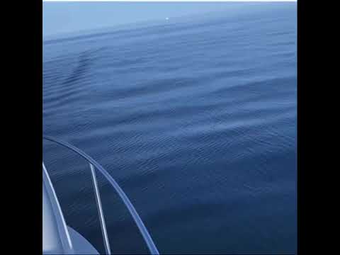 فيديو: هل نسر البحر الأبيض ذو البطن معرض للخطر؟