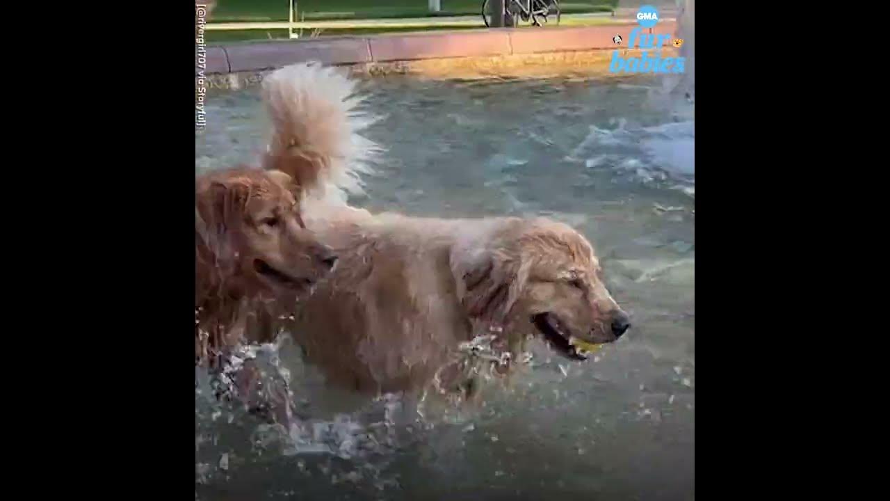 These golden retrievers playing in a fountain are living their best