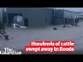 NSW flood: Lismore farmer watches as half of 300-cow herd swept away in eastern Australia floods