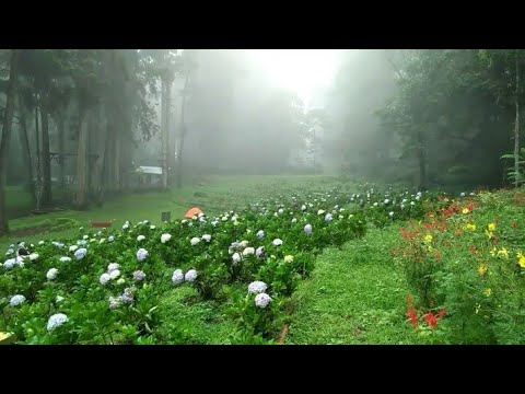  Taman  bunga  Pancawarna Baturaden YouTube