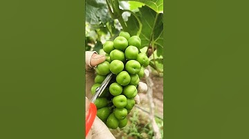 "Grape Fruit Pruning 🍇 | How to Get More & Better Grapes!" #fruit #grape #satisfying #pruning