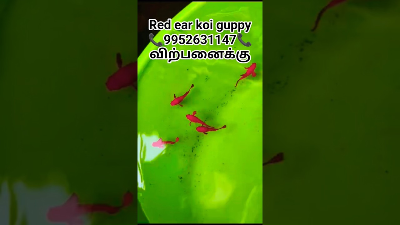 red ear koi guppy💥🥰💥😍