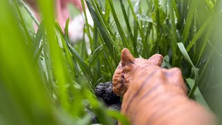 Black Panther Family Part 4 What Happened To Stripe?