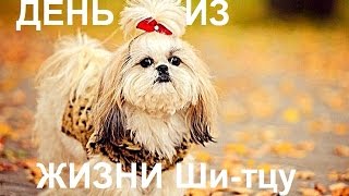 ДЕНЬ ИЗ ЖИЗНИ Ши-тцу ♡ DAY IN LIFE OF Shih Tzu ДЕНЬ ИЗ ЖИЗНИ Ши-тцу ♡ DAY IN LIFE OF Shih Tzu