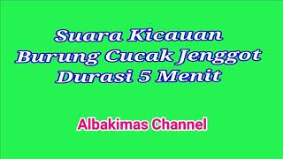 Suara Burung Cucak Jenggot Durasi 5 Menit (Audio )