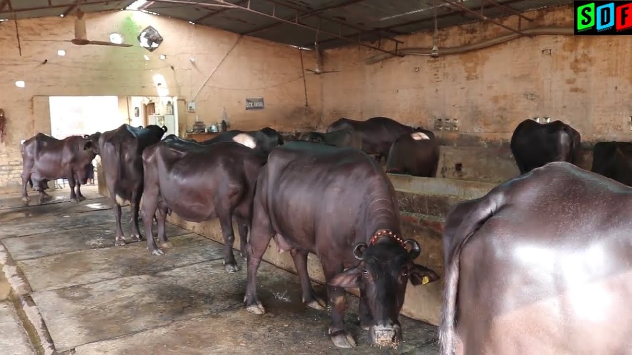 Surjeet Malik a Famous Murrah Breeder.Very good knowledge for new Dariy Farmers