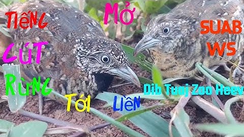 Tiếng Chim Cút Rừng Cực Chuẩn Mở Là Tới Liền | Suab Ws Quaj