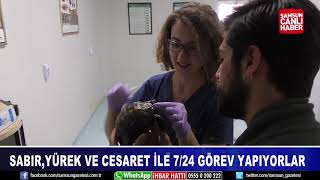 Samsun’un yürekli veteriner hekimleri