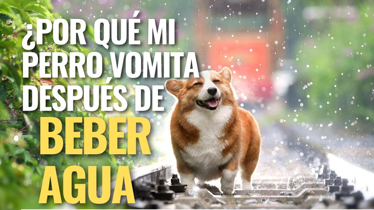 ¿Por qué mi perro vomita después de beber agua y qué hacer con ella? YouTube