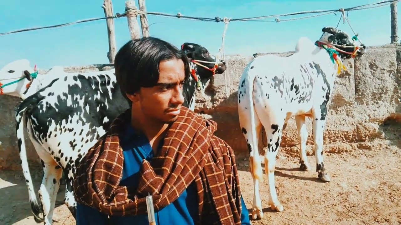 danhi nasal k bail mandra mandi update 2023/fatehjangi breed sale in mandi/kot fatehkhan,talagang