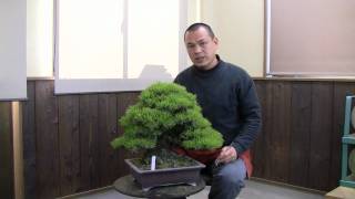 盆栽用語：古葉取り（ふるはとり）【ＨＤ】