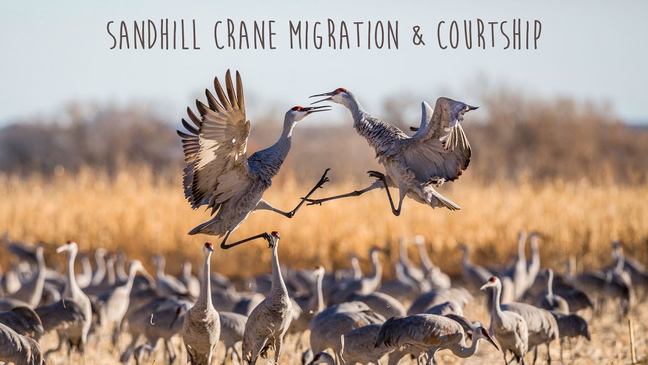 Sandhill Crane Migration & Courtship YouTube