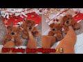 DIY TEDDY BEAR SLIPPERS | HOW TO MAKE TEDDY BEAR SLIPPERS AT HOME ♡