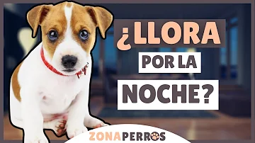 ¿Por qué lloran los cachorros la primera noche?