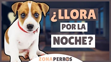 ¿Qué es lo mejor que se puede hacer con un cachorro por la noche?