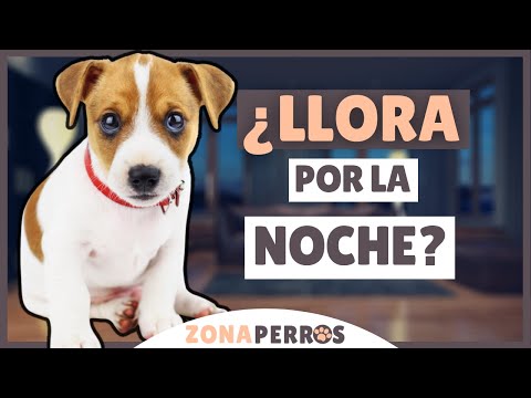 Video: Razas de perros conocidas por su comportamiento territorial