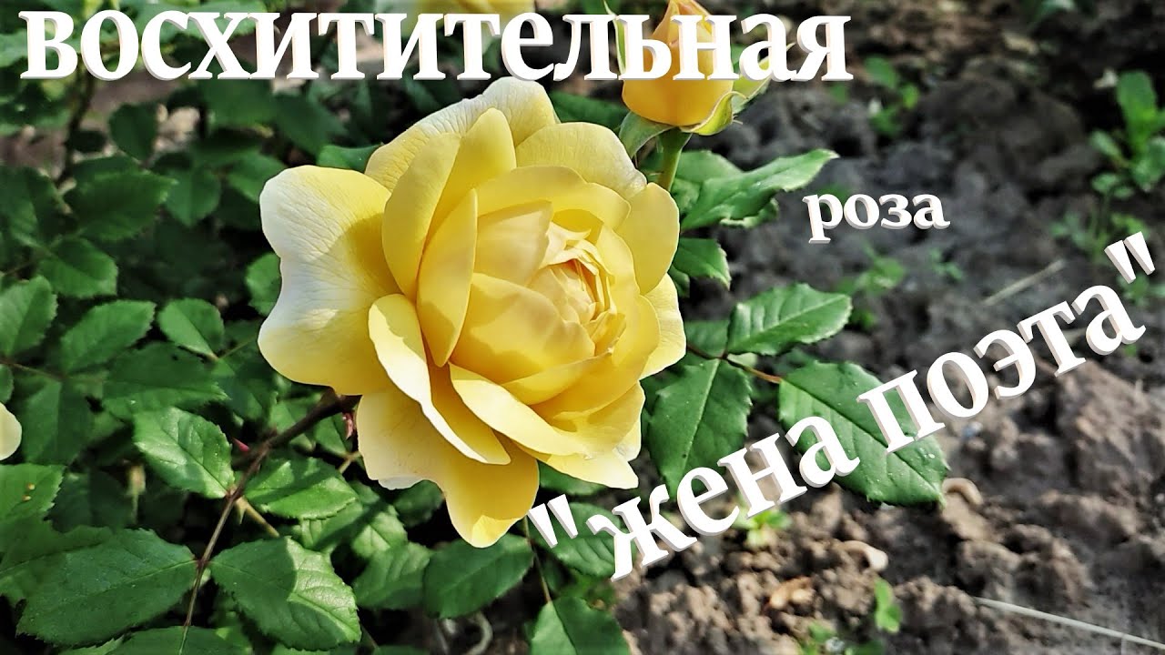 Wife rose. Розы the poets.