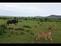 Lion VS Buffalo - 1 Buffalo attack 4 Lions, Masai Mara, Kenya