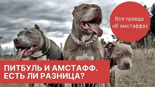 Вся правда об амстаффах. Часть 2. Питбуль и амстафф - есть ли разница?