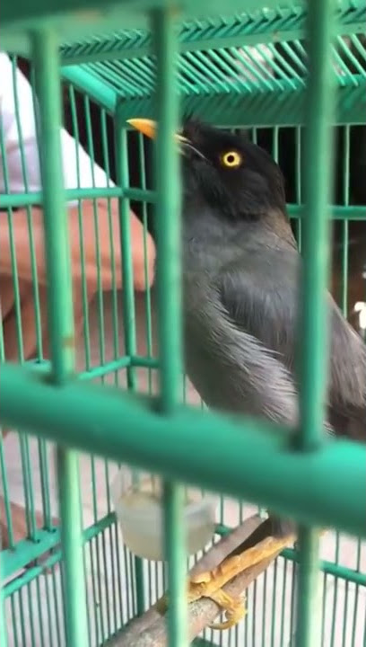 Burung jalak kebo bisa ngomong dgn jalas