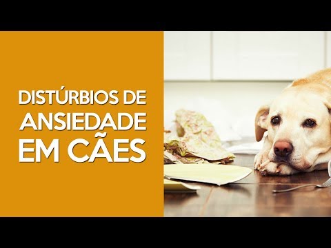 Vídeo: Ansiedade E Transtornos Compulsivos Em Cães