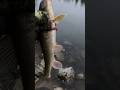 Sucker fishing in cold weather #fishing #catchandrelease
