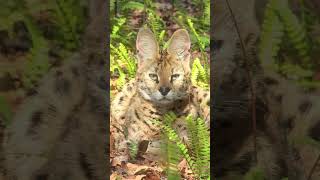 Serval Cuties!