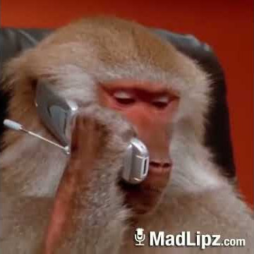 Video lucu monyet main telepon😂😂😂