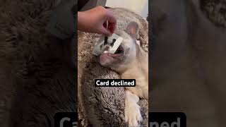 #audio #song #speedsong #speedup #music #dog #funny #bestfeed #dogs #cute #fyp￼