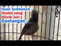 Konin Kolibri Ninja Gacor Isian Bren Ciblek Kemlade Dan Cililin Suara Jernih Mp3 - Mp4 Download