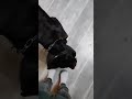 Video d &#39;un chien qui a fait 1 grosse bêtise. Écoutez la réaction du maître.