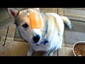 Silly Dogs to Make You Laugh  | Funny Pet Videos