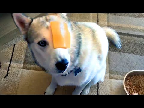Silly Dogs to Make You Laugh  | Funny Pet Videos