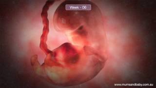 شكل الجنين في الاسبوع السادس من الحمل