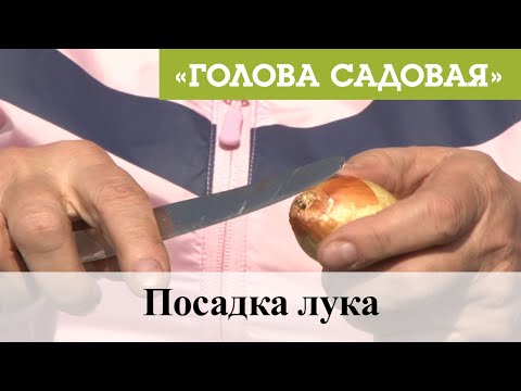 Голова садовая -
