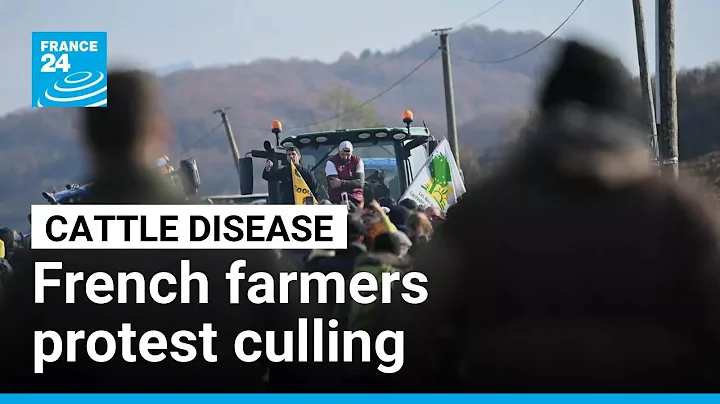 French farmers protest cattle cull as disease spreads • FRANCE 24 English