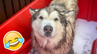 MALAMUTE BATH TIME SUMMER COOL DOWN