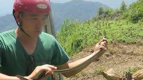 CHÓ CỘC ĐUÔI ĐỰC 5 THÁNG TUỔI (10/01/2019) - Đi bản Mông tầm cẩu và cái kết thú vị