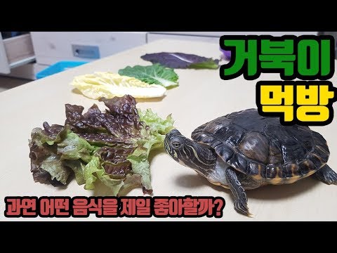 [거북이 먹방] 거북이는 과연 어떤것을 제일 잘 먹을까요? feed for turtle