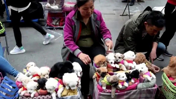 This is How They Sell Puppies in China!  (THIS VIDEO WILL MAKE YOU SAD) - DayDayNews