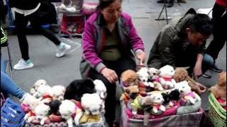 This is How They Sell Puppies in China!  (THIS VIDEO WILL MAKE YOU SAD)