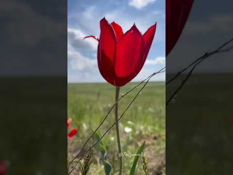 Доброе утро! (музыкальная открытка) 17 марта. #shorts #