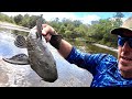 CATCHING Gnarly PREHISTORIC Fish By HAND (PLECO Catch Clean & Cook)